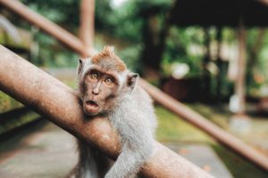 photo of cute monkey hanging out on a stair railing