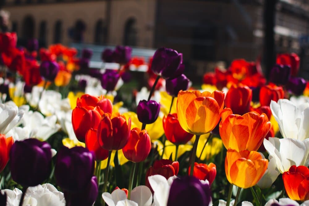 Colorful purple, orange, white, and red tulips. City of St. Louis.