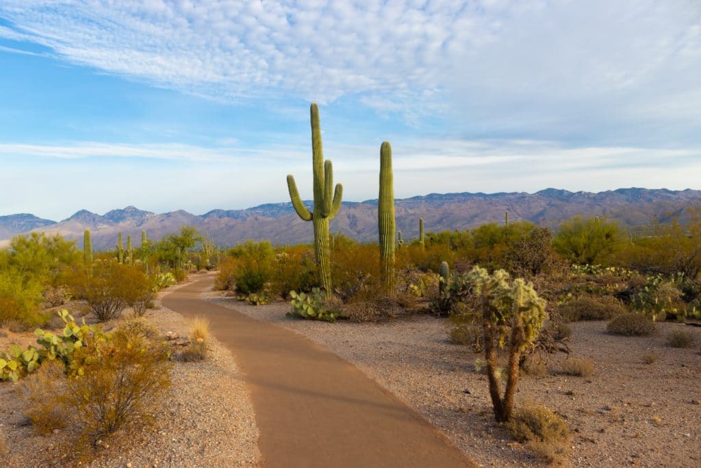 Arizona landscape with blue sky, desert brush, and cacti. Bureau of Indian affairs.