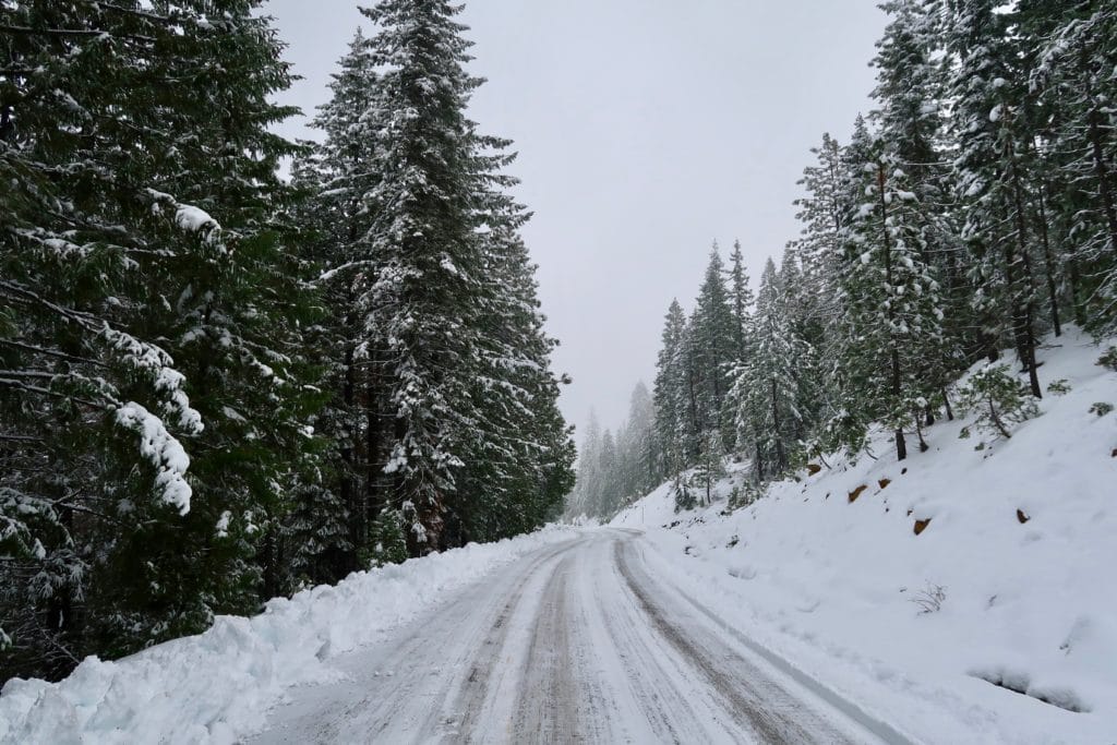 Snowy winter road with pine forest on either side. Department of Agriculture.