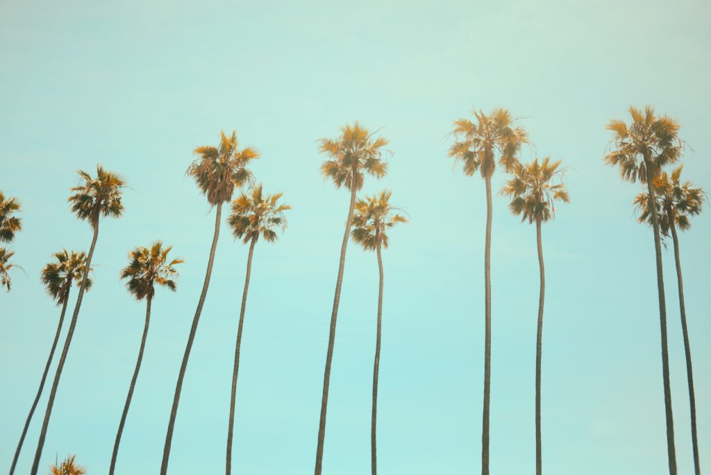 Blue sky and palm trees. University of California Irvine.
