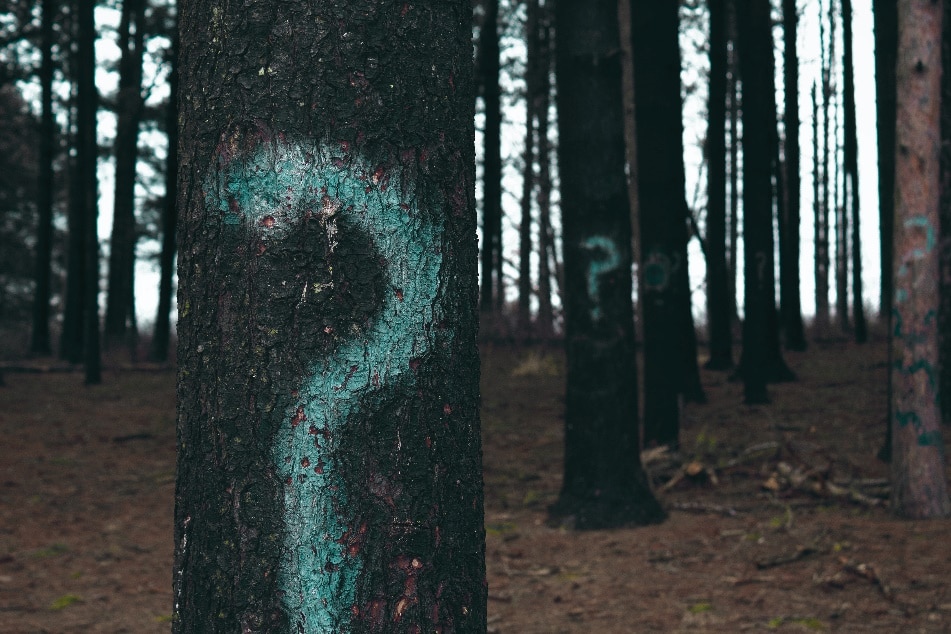 Forest with spray painted question marks on trees