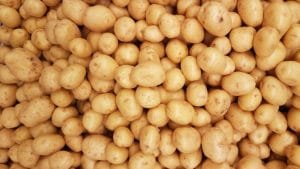 Pile of potatoes. Lots of potatoes.
